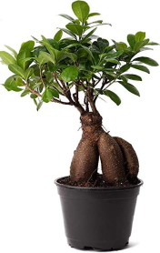 6" BONSAI, FICUS GINSENG