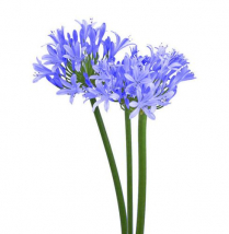 AGAPANTHUS, BLUE, 80CM