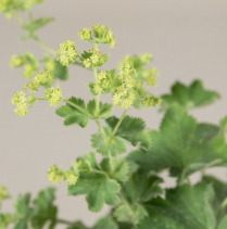 ALCHEMILLA
