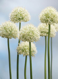ALLIUM, JUMBO WHITE, 80CM