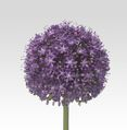 ALLIUM, AMBASSADOR