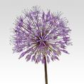 ALLIUM, PURPLE KING