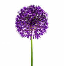 ALLIUM, PURPLE SENSATION