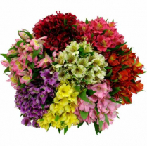 ALSTROEMERIA #1, PREMIUM, ASSORTED