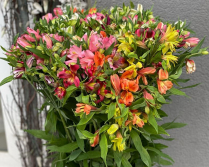 ALSTROEMERIA #2, ASSORTED