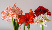 AMARYLLIS, 4 BLM, ASSORTED 3 COLOURS