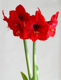 AMARYLLIS, 4 BLOOM, RED LION