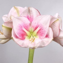AMARYLLIS, 4 BLOOM, EXCEPTION