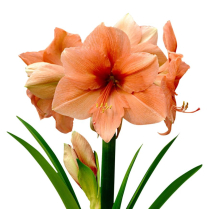 AMARYLLIS, 4 BLOOM, RILONA, PEACH