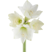 AMARYLLIS, 4 BLOOM, MONT BLANC, WHITE