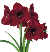 AMARYLLIS, 4 BLOOM, BENFICA, BURGUNDY
