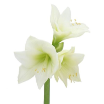 AMARYLLIS, 4 BLOOM, ALBERINO, WHITE
