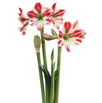 AMARYLLIS, 4 BLM, AMBIANCE, RED/WHITE STRIPED