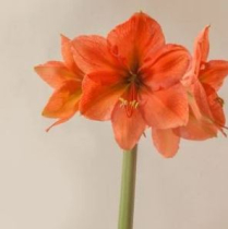 AMARYLLIS, 4 BLM, NARANJA