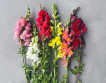 ANTIRR. SNAPDRAGON, PREMIUM