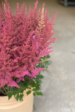 ASTILBE, PURPLE