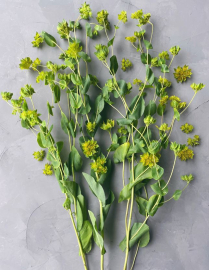 BUPLEURUM, BUNCH (US)