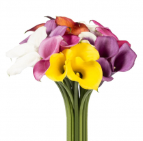 CALLA LILY, 50CM, ASSORTED