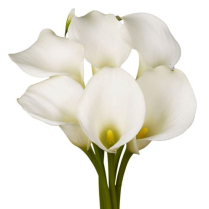 CALLA LILY, 50CM, WHITE