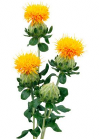 CARTHAMUS (SAFFLOWER)