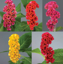 CELOSIA, CRISTATA, ASSORTED 70CM