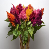 CELOSIA, PLUMOSA, ASSORTED 70CM
