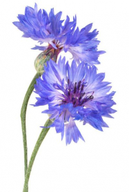 CENTAUREA, CORNFLOWER, BUNCH