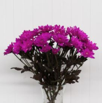 CHRYS, SPRAYMUM, BUNCH, DYED