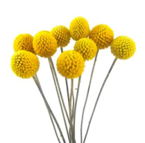 CRASPEDIA, BILLY BALLS