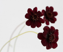 COSMOS, CHOCOLATE