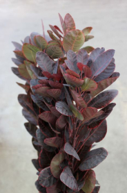 COTINUS, SMOKE TREE, BURGUNDY