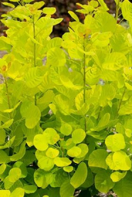 COTINUS, SMOKE TREE, YELLOW