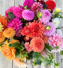 DAHLIA, ASSORTED