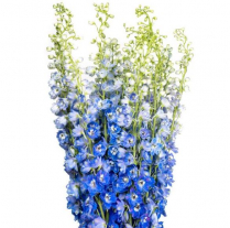 DELPHINIUM HYBRID, 60CM, ASSORTED