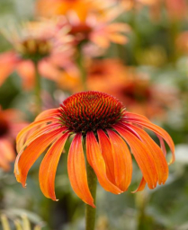 ECHINACEA