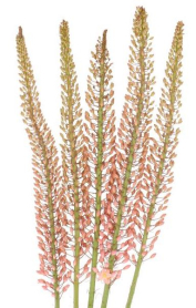 EREMURUS, OASE, ROSE