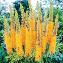 EREMURUS, CLEO, ORANGE
