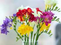 FREESIA, ASSORTED