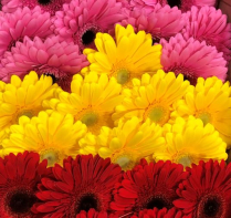 GERBERA, ASSORTED, BOXED