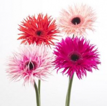 GERBERA, SPIDER, ASSORTED