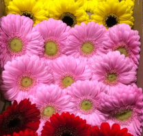 GERBERA, MINI, ASSORTED, BOXED