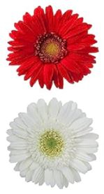 GERBERA, MINI, CHRISTMAS MIX