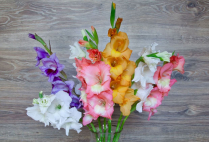 GLADIOLUS, MEDIUM, GLADDIES