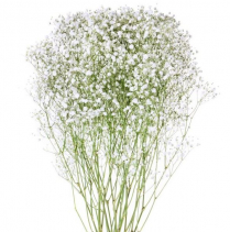 GYPSOPHILA, EXCELLENCE, BUNCH (NO EXPORT)