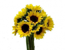 HELIANTHUS, SUNFLOWER