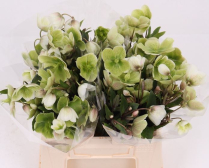 HELLEBORUS, 30CM, MAGN BELLS GREEN