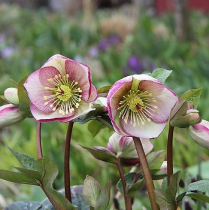 HELLEBORUS, 30CM, GLENDA'S GLOSS