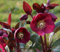 HELLEBORUS, 40CM, ANNA'S RED