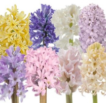 HYACINTH, 30/PAIL, ASSORTED