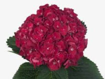 HYDRANGEA, 50CM, MON AMOUR, RED